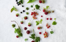 Wild berries, © Tirol Werbung / Kathrin Koschitzki