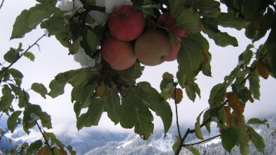 Winteräpfel