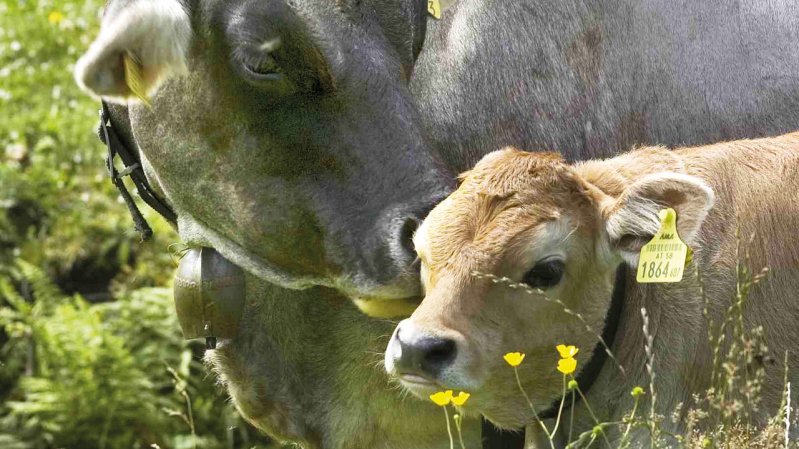 Mother Cow with Yearling, © AMTirol