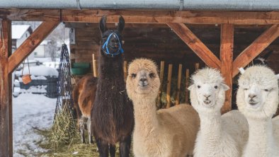 unsere Alpaka und Lamas