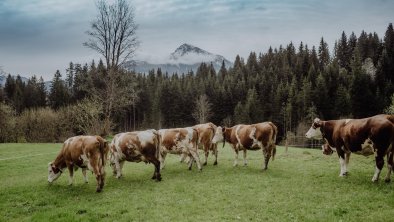 Kuhlinarik Cows