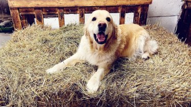 Hunde sind willkommen