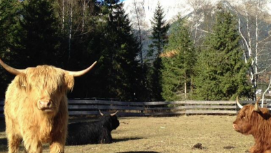 Relaxed life of highland cattles, © Zottlhof