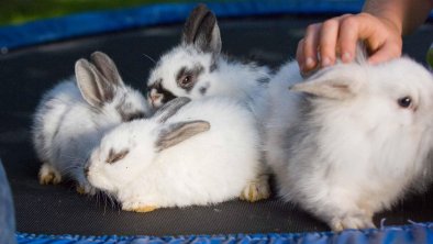 Animals at the farm - rabbits