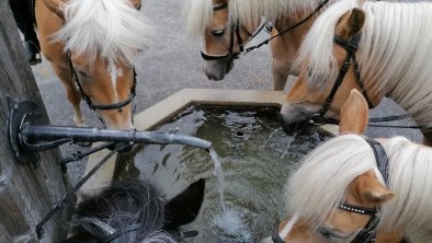 Reitferien Reitunterricht Haflinger Pferde Ferienw