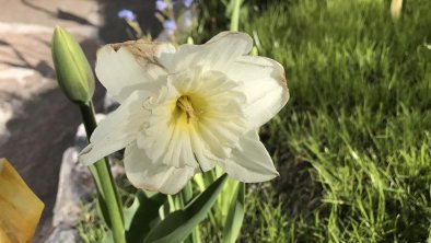 Frühling auf der Terrasse, © KITZALPHOUSE