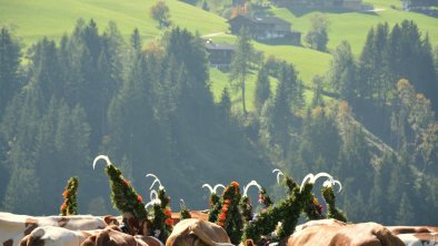 Moahof Appartements Alpbach, Kuh-Hoagart, © Klingler Sandra