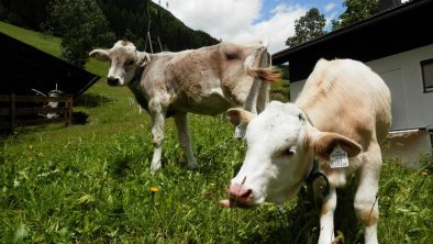 unsere Kälbchen Belinda u. Rehle, © Rosi Lercher