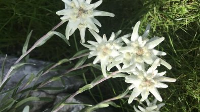 Edelweiss im Garten, © KITZALPHOUSE