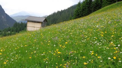 Blühende Bergwiese im  Juni