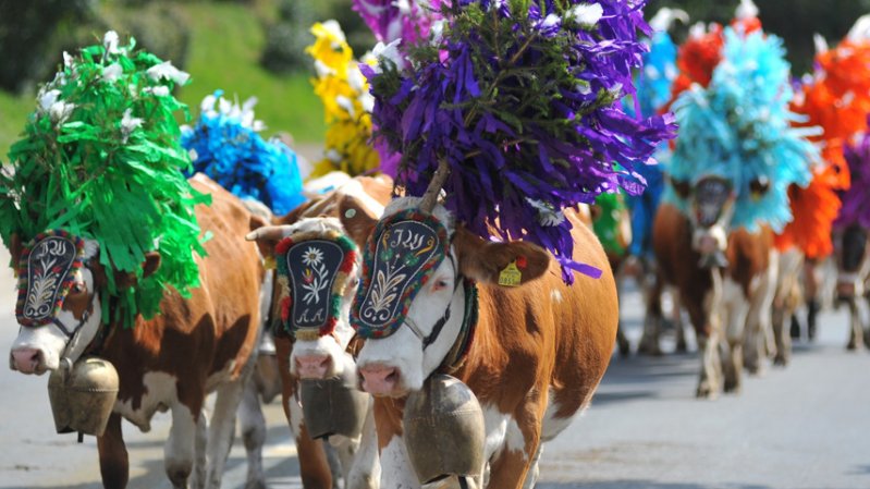 Decked out in garlands of flowers and ribbons, cows run down the village streets of Hopfgarten for the annual Cattle Drive, © Hannes Dabernig/TVB Kitzbüheler Alpen - Brixental