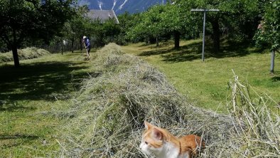 Heuarbeit im Garten, © Birgit Pichler