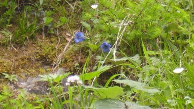 Alpenblumen