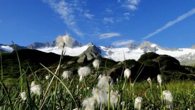 naturpark_sommer_schwarzensteinmoor-foto_naturpark