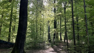 Naheliegender Wald