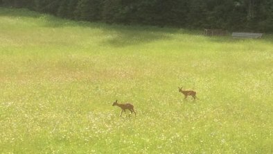 Der tägliche Besuch aus dem Wald