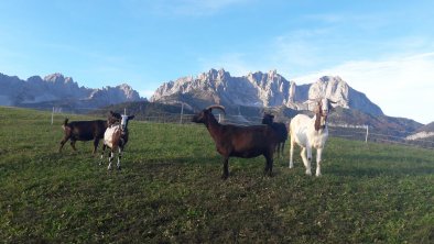 Ziegenzucht Wilder Kaiser