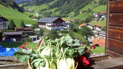 knackige Kohlrabi-Genuß vom eigenen Garten