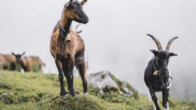 Ziegen auf der Alm