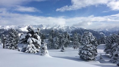 Zirbenwald Hochzillertal