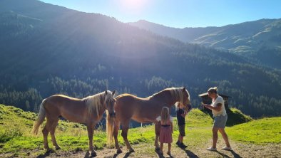 https://images.seekda.net/AT_UAB7-09-25-04/IMG-20220719-WA0006_Haflinger_auf_der_Alm.jpg