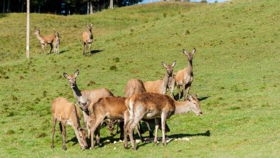 Holiday on a deer Farm, © by Sabine Holaubek