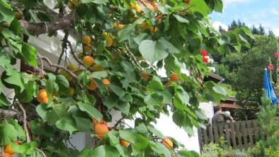 am Baum gereifte Marillen - köstlich