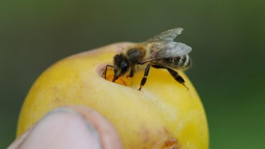 Unsere Bienen - Alberhof