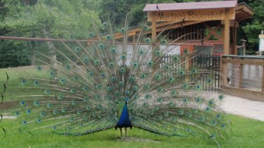 Peacock, © Wirtshaus Natterboden