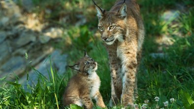 Wildpark Assling, © TVBOsttirol