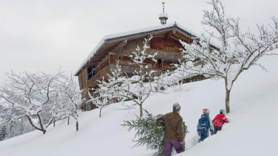 Christbaum holen, © Alpbachtal Tourismus / Bernhard Berger