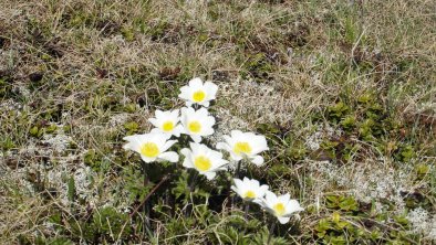 Bergblumen im Zillertal