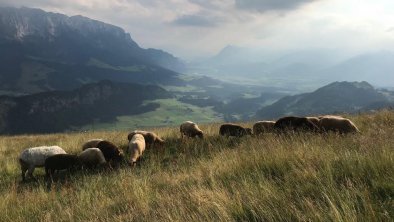 Schafe auf der ALM