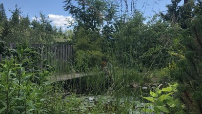 Pond in the garden