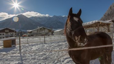 Travolta is enjoying the winter sun, © Dagnhof