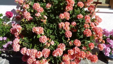 Pelargonien grüßen rund ums Haus