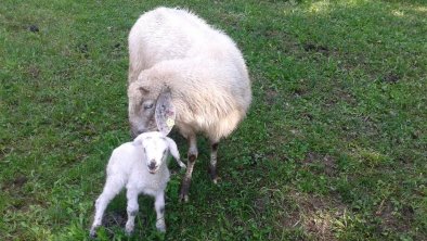 Oberseebach Scheffau Tiere