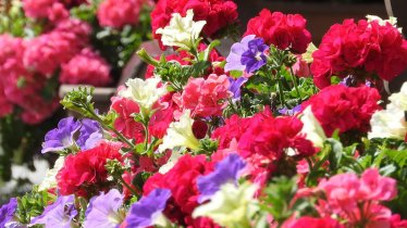 balcony flowers  Alpenhof Wildschönau Niederau