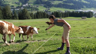 Kühe und Kälber hautnah erleben