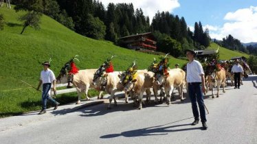 Almabtrieb, © Ewerk Alpbach