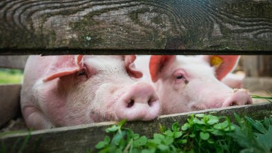 Alm pigs - lucky clover, © Agrargemeinschaft Eng Alm