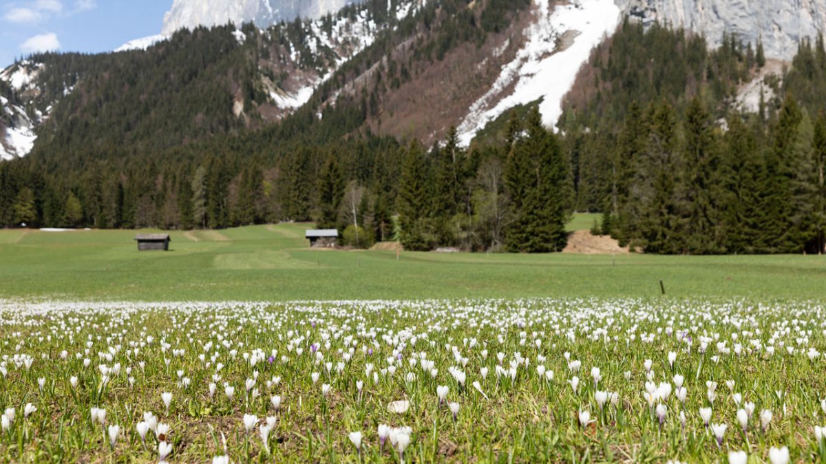 Crocuses, © Tirol Werbung/Mario Webhofer