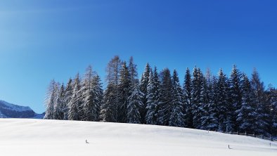 Haus Gamssprung - Winter Forest View