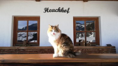 Hauskatze, © Heachhof/Schwarzenauer