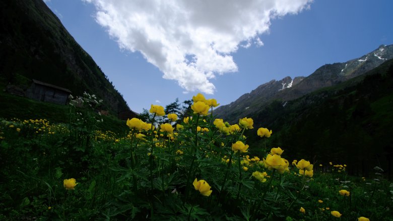 Globeflower, © Nationalpark Hohe Tauern / Kurzthaler