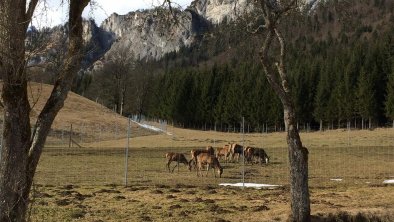 Holiday on a Deer Farm