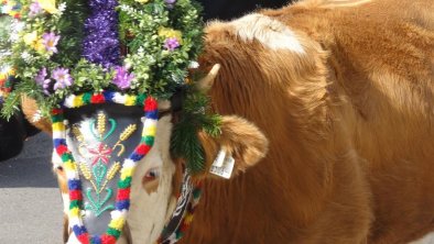 Almabtrieb im Zillertal