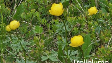 Trollblume