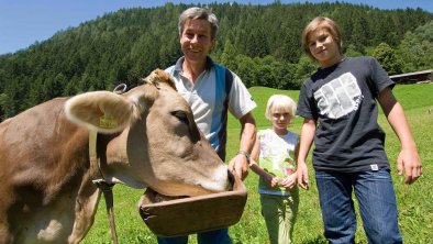 Cows at Ladestatthof farm