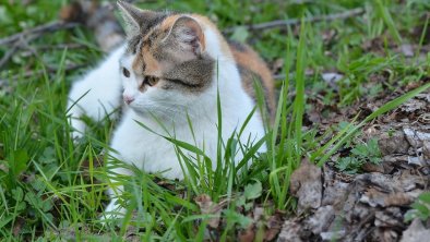 Hauskatze"Milli"-Alberhof